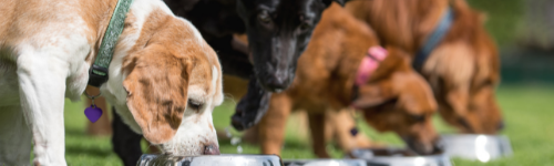 De beoordeling van claims voor diervoer 